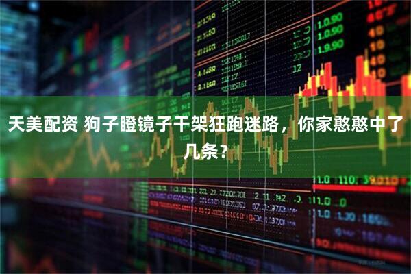 天美配资 狗子瞪镜子干架狂跑迷路，你家憨憨中了几条？