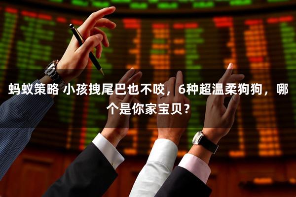 蚂蚁策略 小孩拽尾巴也不咬，6种超温柔狗狗，哪个是你家宝贝？